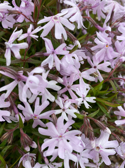 Phlox bifida 'Petticoat'